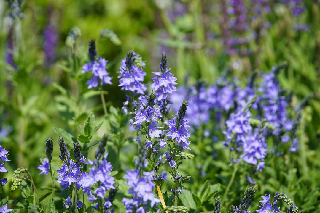 Veronica plant to treat fungus