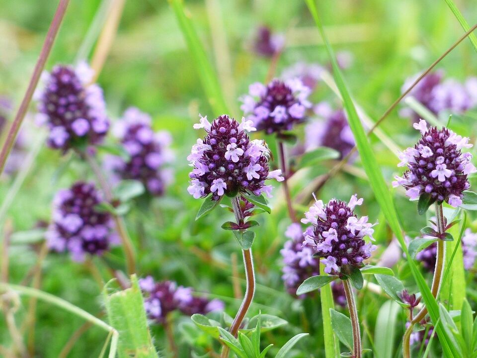 thyme plant to treat fungus