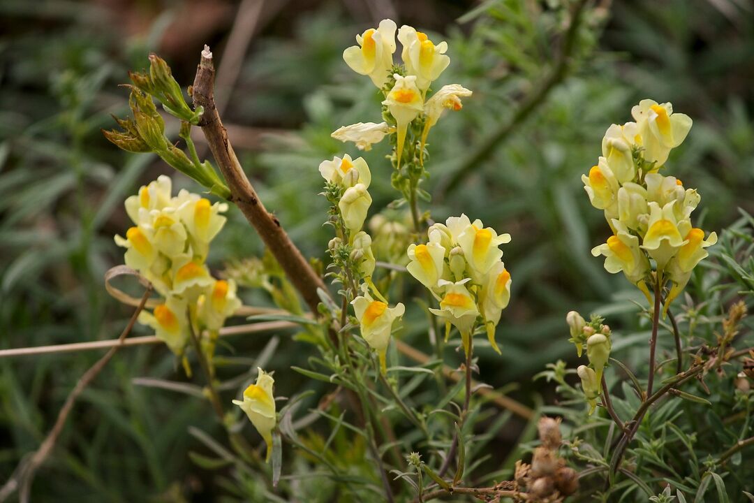 toadflax plant to treat fungus